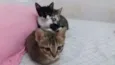 gatinhos