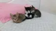 gatinhos