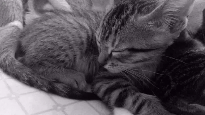 Gato ra a srd idade Abaixo de 2 meses nome gatinhos