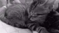 gatinhos