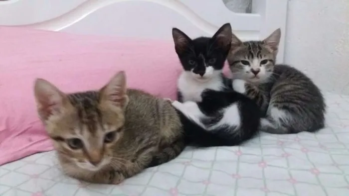 Gato ra a srd idade Abaixo de 2 meses nome gatinhos