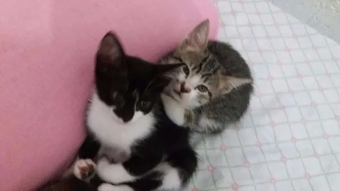 Gato ra a srd idade Abaixo de 2 meses nome gatinhos