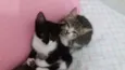 gatinhos