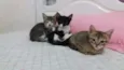 gatinhos