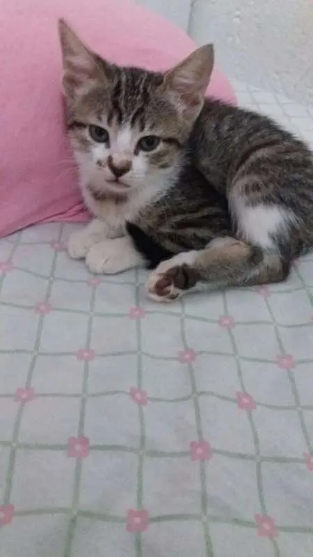 Gato ra a srd idade Abaixo de 2 meses nome gatinhos