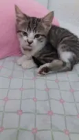 gatinhos
