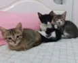 gatinhos