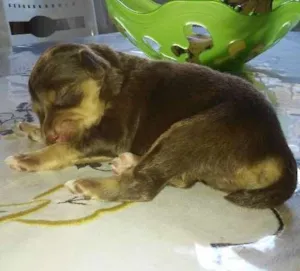 Cachorro raça Mestiço idade Abaixo de 2 meses nome Não tem