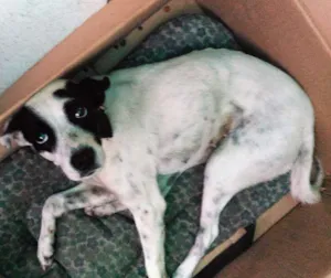 Cachorro raça SRD idade 4 anos nome Jane Doe