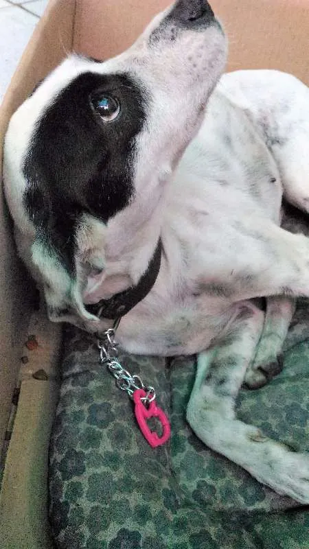 Cachorro raça SRD idade 4 anos nome Jane Doe