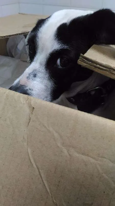 Cachorro raça SRD idade 4 anos nome Jane Doe