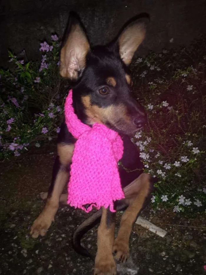 Cachorro ra a Srd idade 2 a 6 meses nome Milla e Joe 