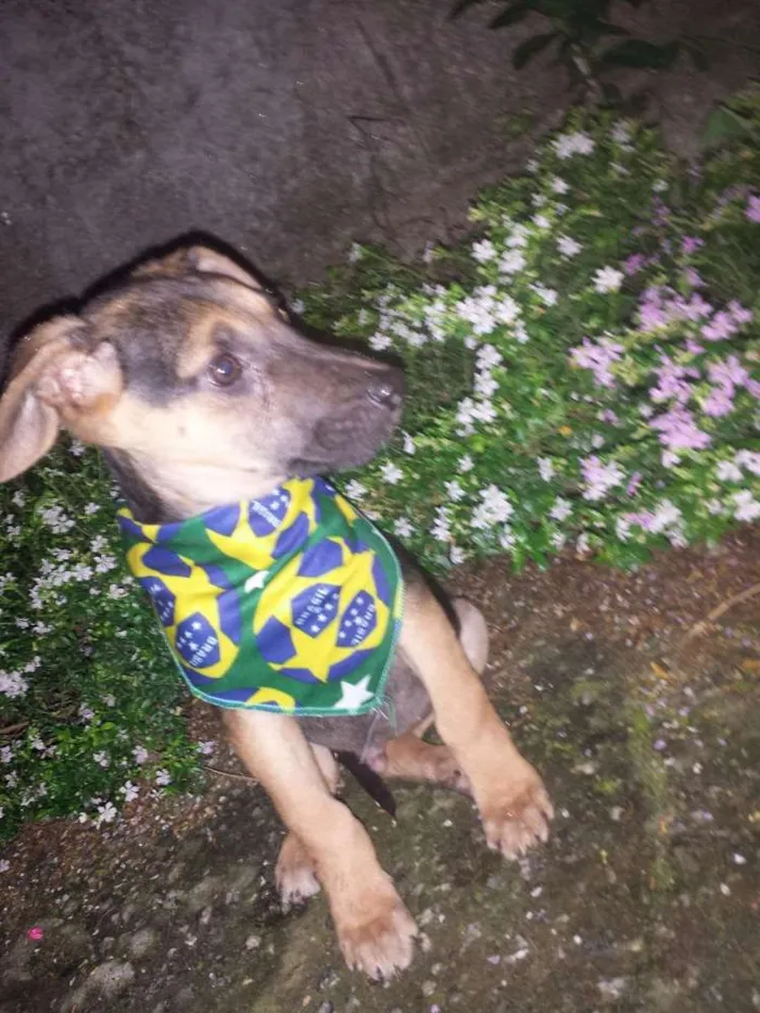 Cachorro ra a Srd idade 2 a 6 meses nome Milla e Joe 