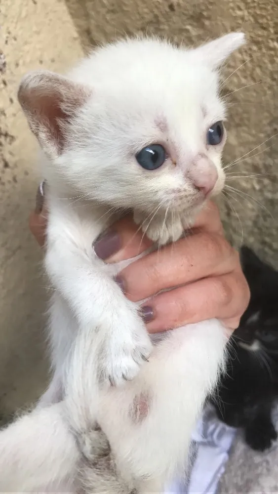 Gato ra a Vira lata  idade 2 a 6 meses nome Brancos e pretos 