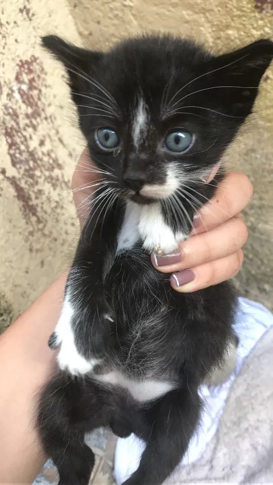 Gato ra a Vira lata  idade 2 a 6 meses nome Brancos e pretos 