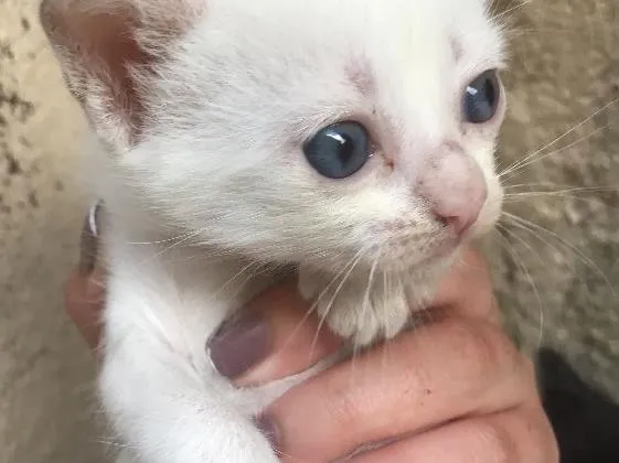 Gato ra a Vira lata  idade 2 a 6 meses nome Brancos e pretos 