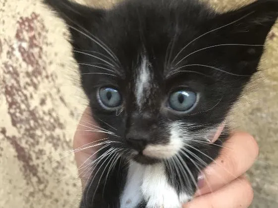 Gato ra a Vira lata  idade 2 a 6 meses nome Brancos e pretos 