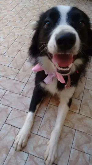 Cachorro raça Border Collie idade 1 ano nome Cloe