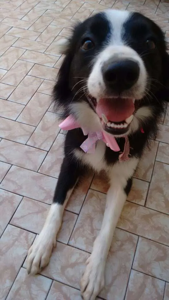Cachorro ra a Border Collie idade 1 ano nome Cloe