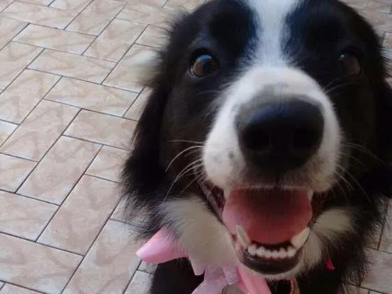 Cachorro ra a Border Collie idade 1 ano nome Cloe