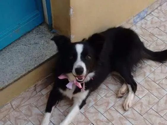 Cachorro ra a Border Collie idade 1 ano nome Cloe