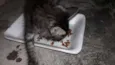 Gato