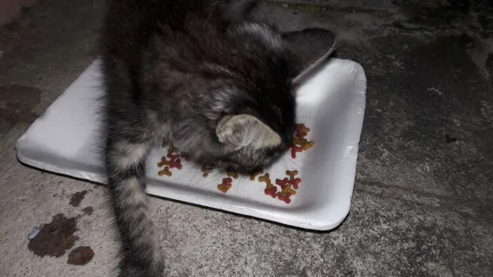 Gato ra a Rabo quebrado idade Abaixo de 2 meses nome Gato