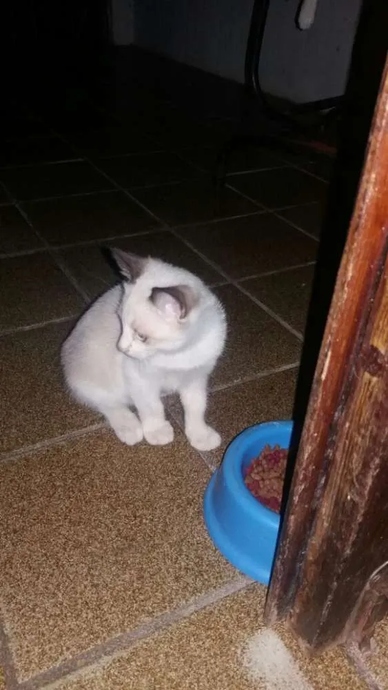 Gato ra a Sem raça definida idade 2 a 6 meses nome Sem nome