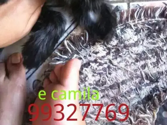 Cachorro ra a Vira lata idade Abaixo de 2 meses nome Luna