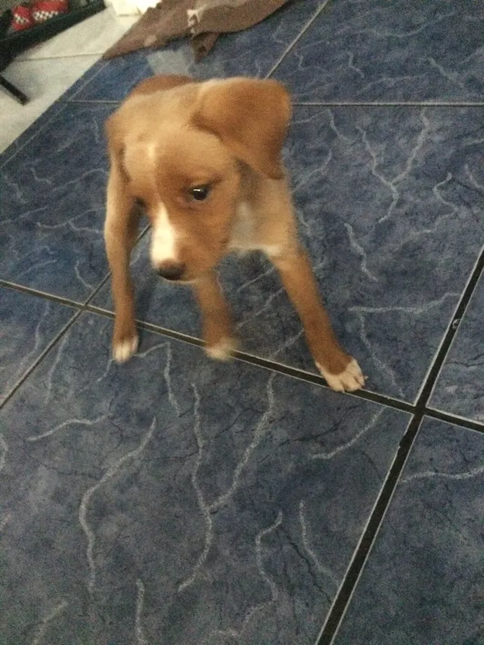 Gato ra a  idade 2 a 6 meses nome Savvana