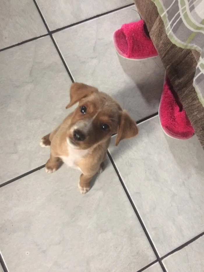 Gato ra a  idade 2 a 6 meses nome Savvana