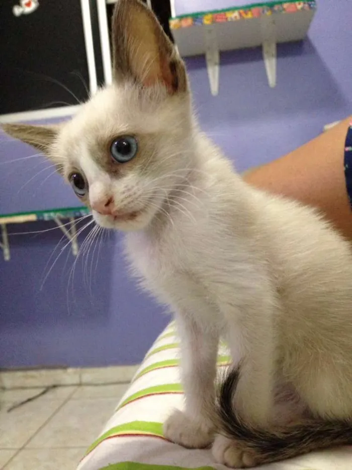 Gato ra a Cialata idade Abaixo de 2 meses nome Gasparzinho