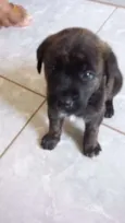 Jimi