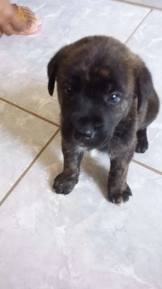 Cachorro ra a Mistura Pit Bull com chau chau idade Abaixo de 2 meses nome Jimi