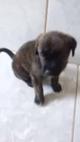 Jimi