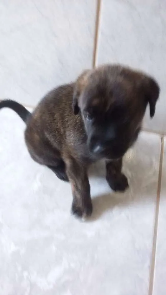 Cachorro ra a Mistura Pit Bull com chau chau idade Abaixo de 2 meses nome Jimi
