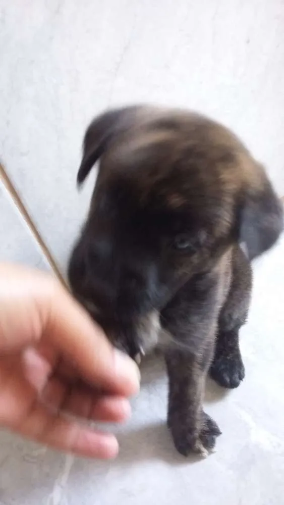 Cachorro ra a Mistura Pit Bull com chau chau idade Abaixo de 2 meses nome Jimi