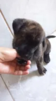 Jimi