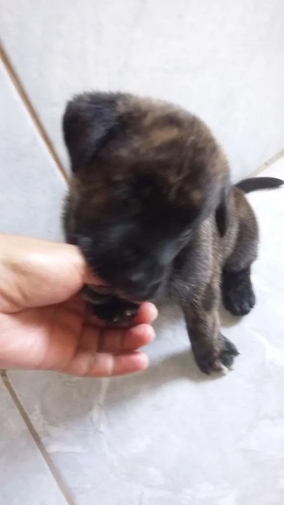 Cachorro ra a Mistura Pit Bull com chau chau idade Abaixo de 2 meses nome Jimi