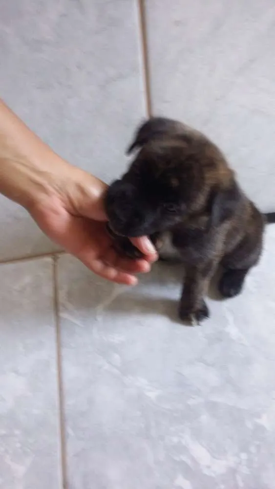 Cachorro ra a Mistura Pit Bull com chau chau idade Abaixo de 2 meses nome Jimi