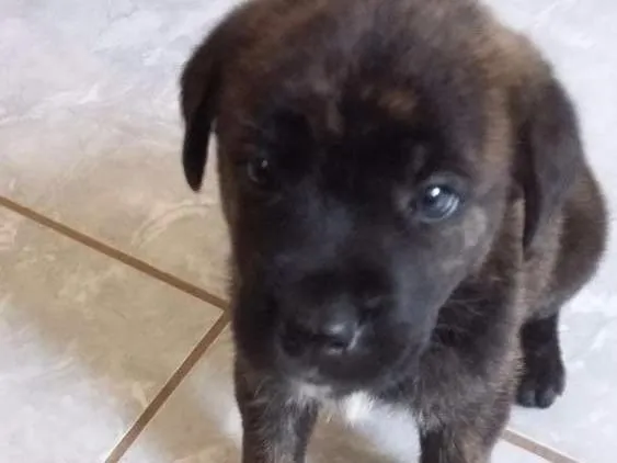 Cachorro ra a Mistura Pit Bull com chau chau idade Abaixo de 2 meses nome Jimi