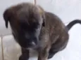 Jimi