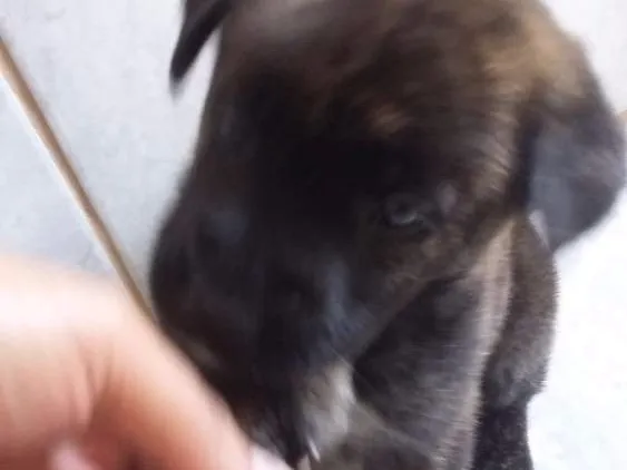 Cachorro ra a Mistura Pit Bull com chau chau idade Abaixo de 2 meses nome Jimi