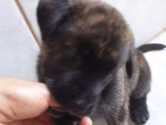 Cachorro ra a Mistura Pit Bull com chau chau idade Abaixo de 2 meses nome Jimi