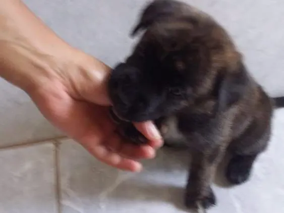 Cachorro ra a Mistura Pit Bull com chau chau idade Abaixo de 2 meses nome Jimi
