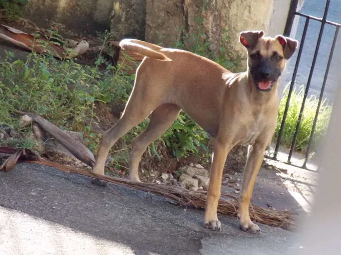 Cachorro ra a indefinida  idade 2 a 6 meses nome Sem nome