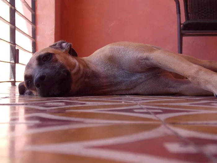 Cachorro ra a indefinida  idade 2 a 6 meses nome Sem nome