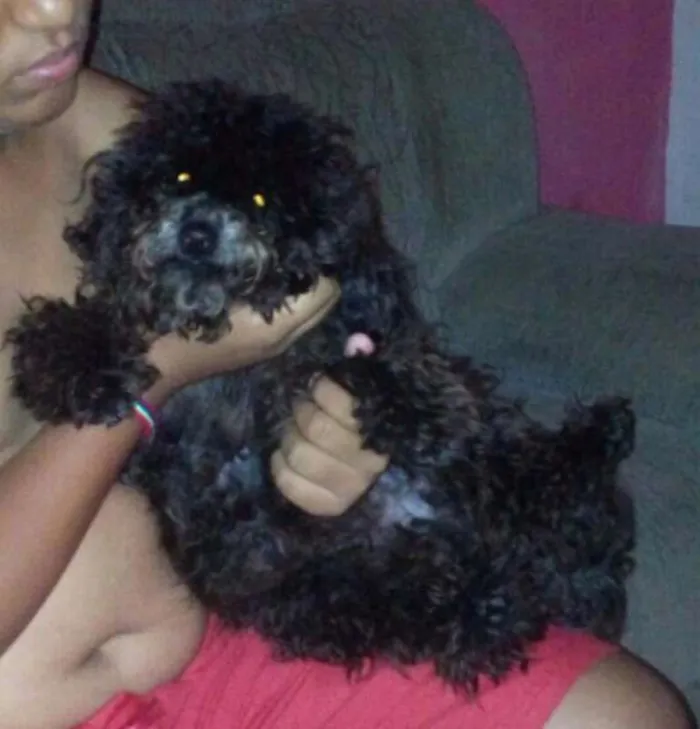 Cachorro ra a Poodle idade 7 a 11 meses nome Doki