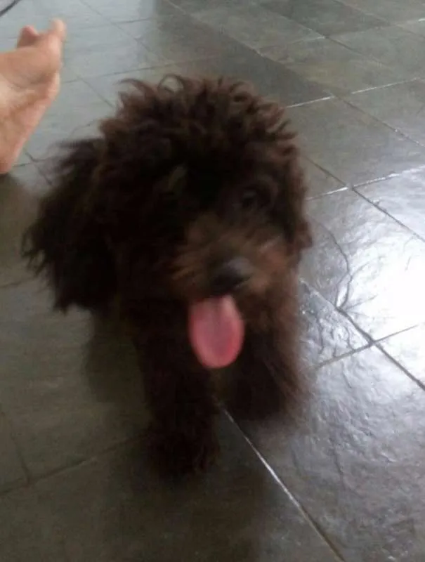Cachorro ra a Poodle idade 7 a 11 meses nome Doki