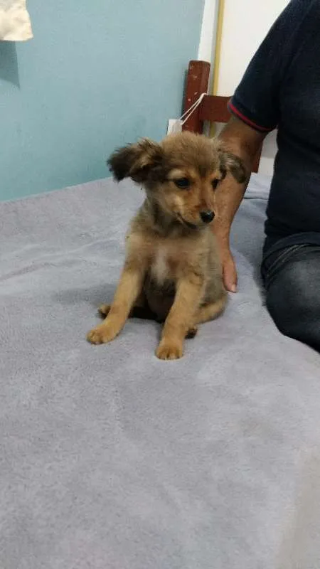 Cachorro ra a Mestiça  idade 2 a 6 meses nome Luna 